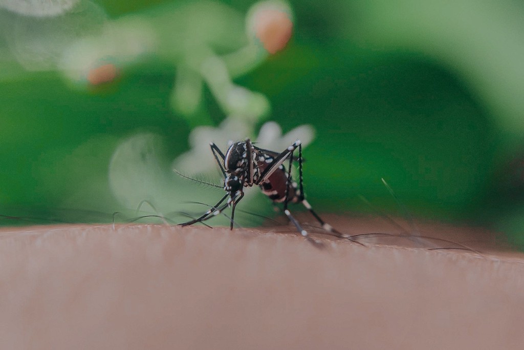 Mosquito (Source: Pexels/Anuj)