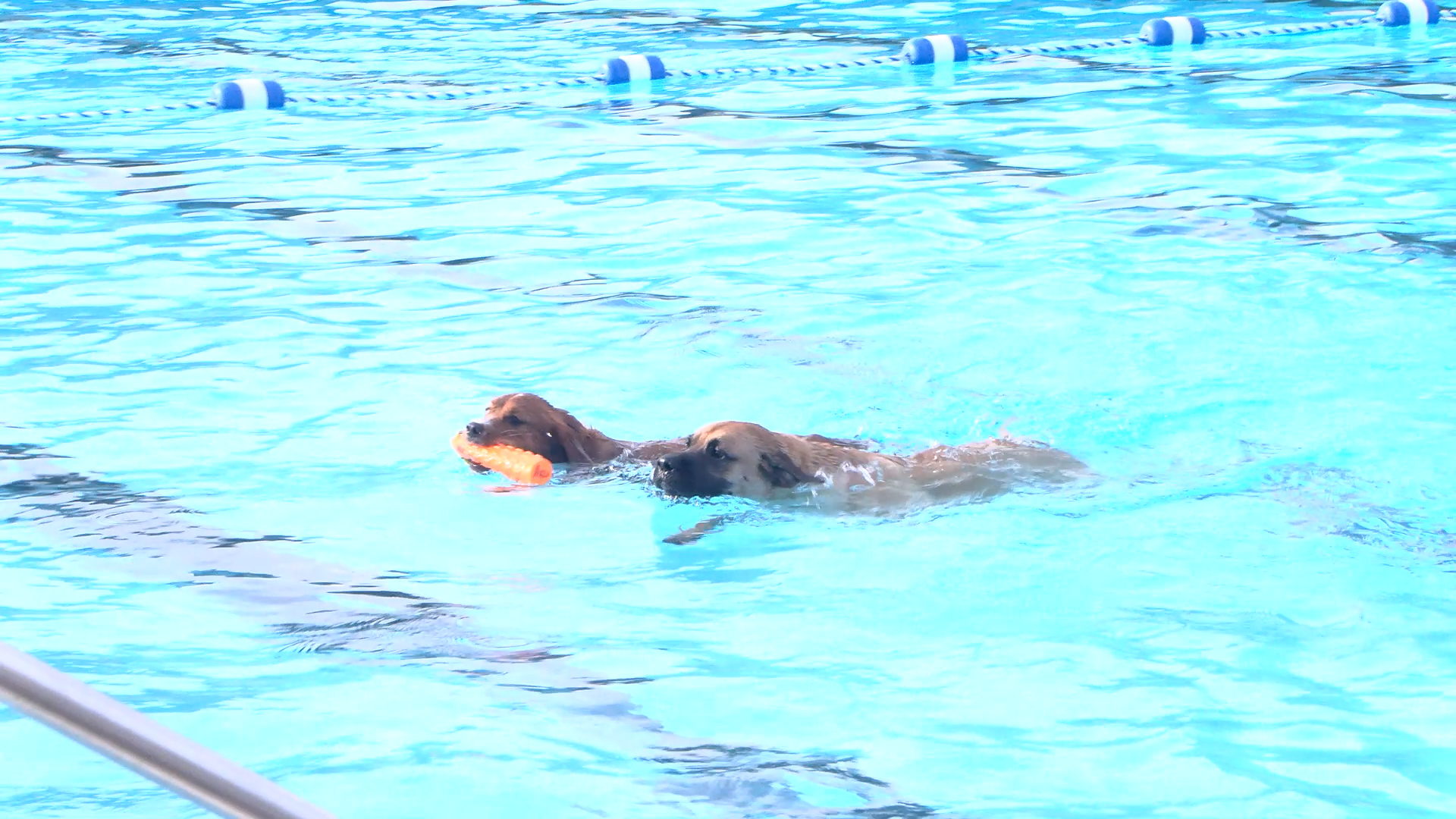 Dog Day at the Pool raises money for Murphysboro animal shelter - KBSI