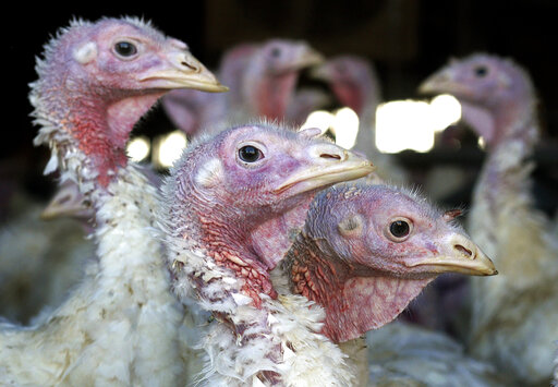 Deadly Bird Flu Returns To Midwest Earlier Than Expected
