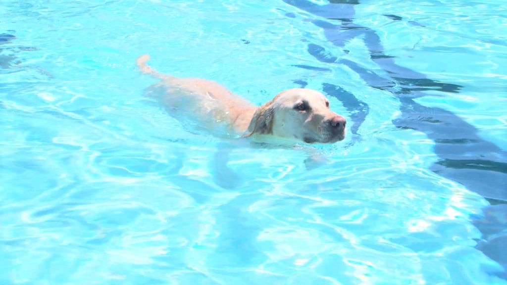 Doggie Swim Day