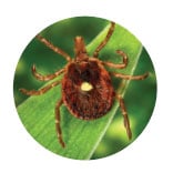 Lone Star tick (Source: CDC)