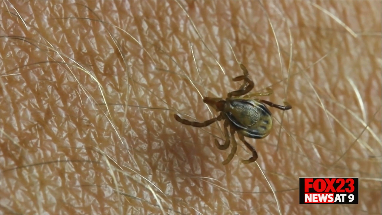 Fox File Tick Tips to avoid tick bites during Lyme Disease Awareness Month - KBSI Fox ...