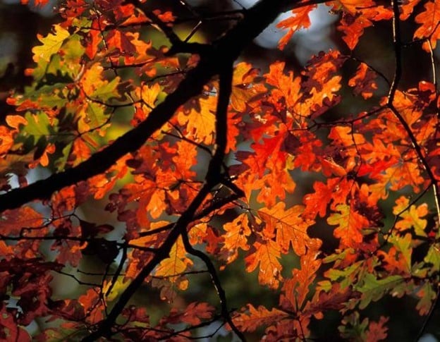 Enjoy the colors of the season with help from MDC’s weekly fall color forecast. Pictured is a white oak tree displaying orange fall color. (Source MDC)
