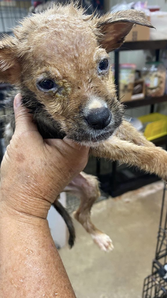 (Source: Kennett Humane Department)
