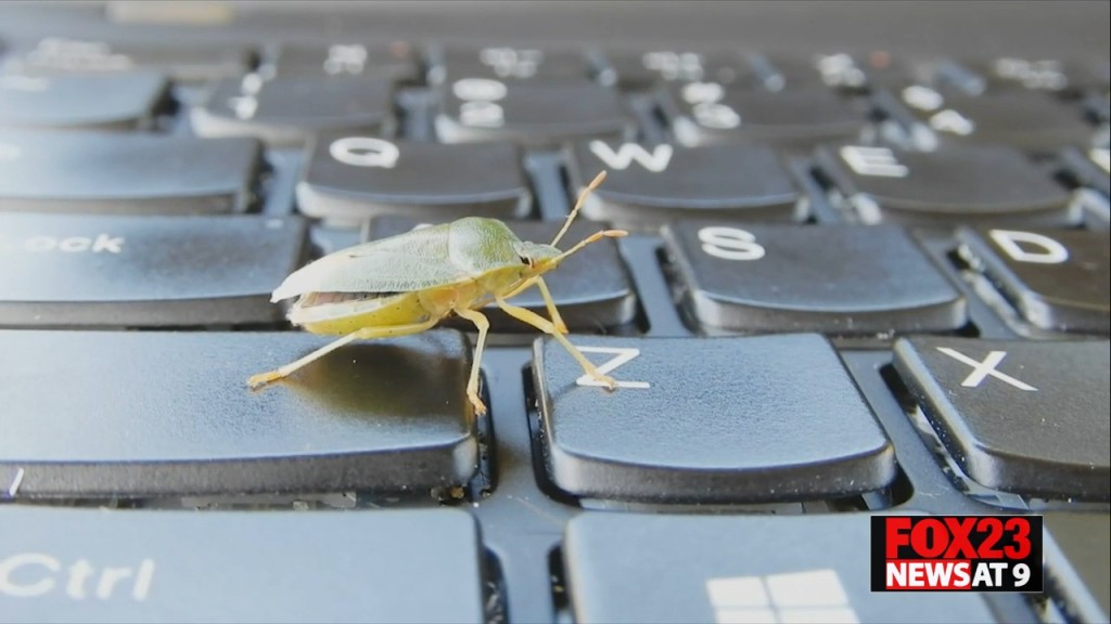 Stink Bug
