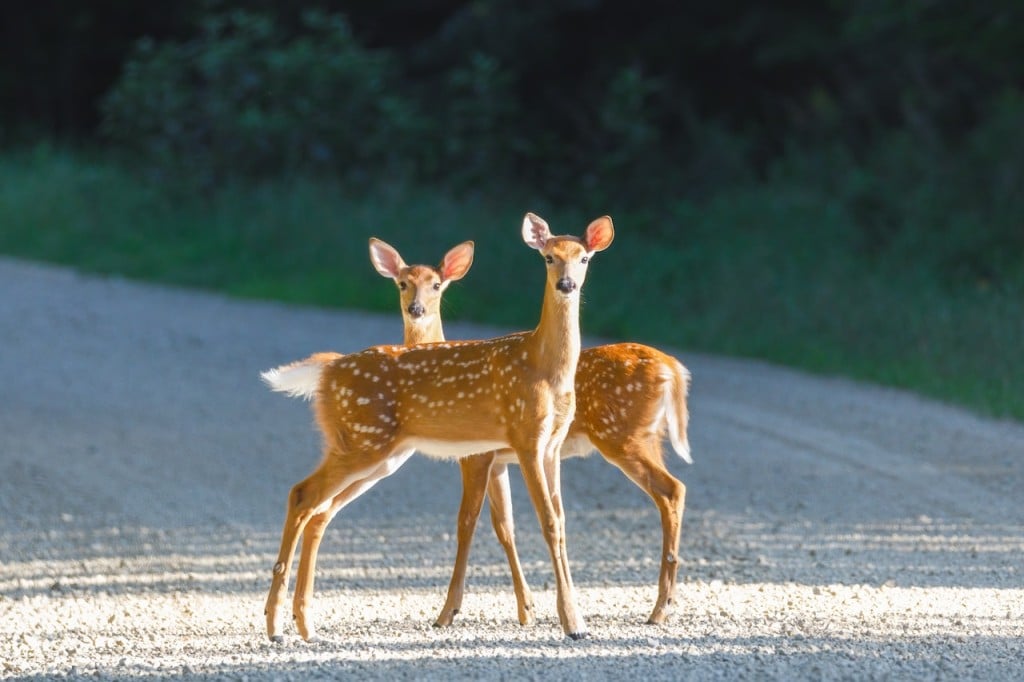two deer (Source: Pexels/Aaron J. Hill)
