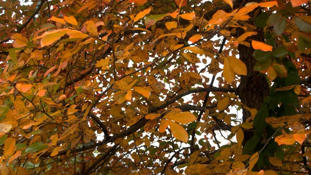 Leave Your Leaves This Fall
