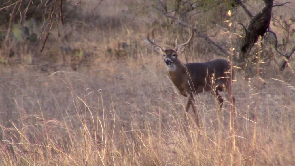 Rifle Deer Season