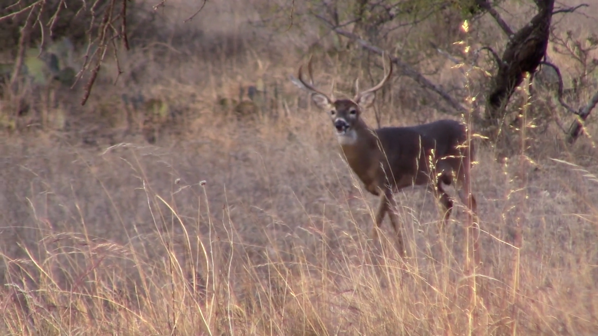 rifle-deer-season-to-start-saturday-in-missouri-safety-a-top-priority