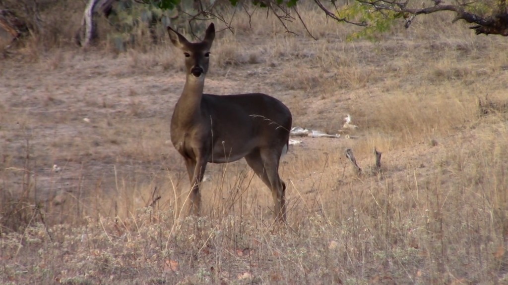 Deer Collision Repairs
