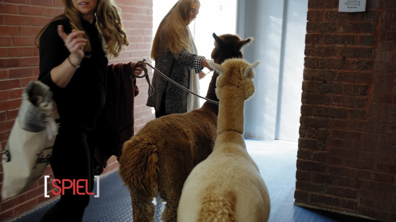 Alpacas Trapped In Carbondale, Ill., Elevator