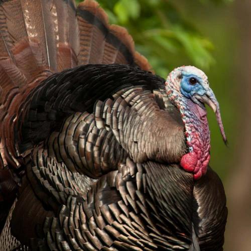 turkey (Source: MDC)