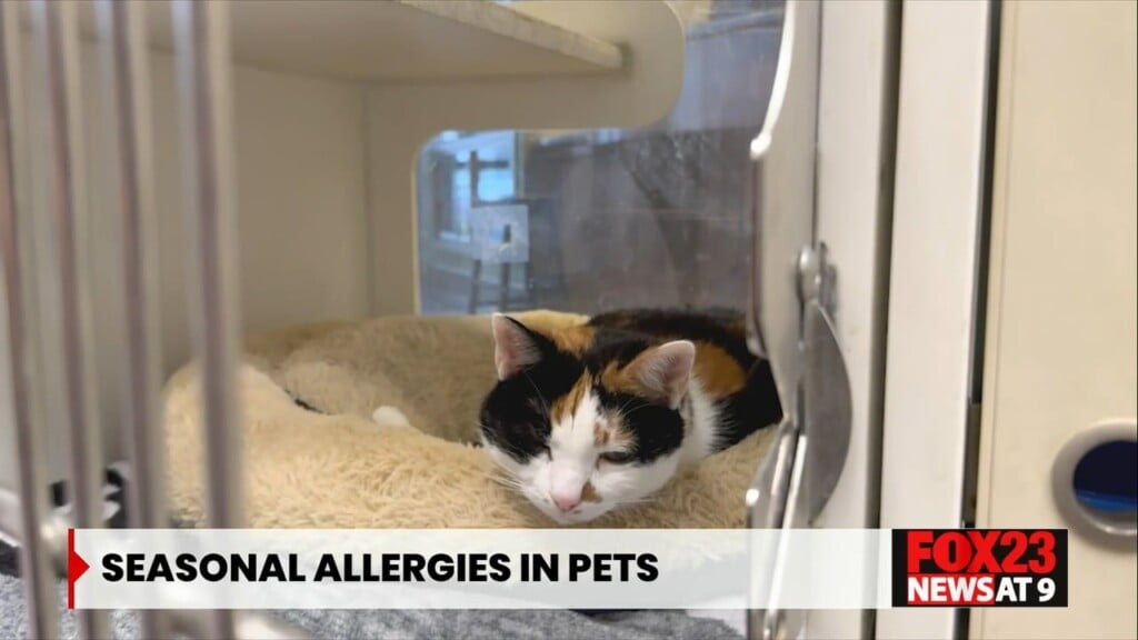 Spring Season Could Trigger Allergies In Pets