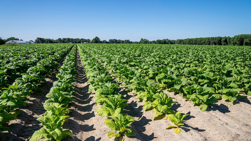 a field of tobacco plants (Source: Pexels/Mark Stebnicki)