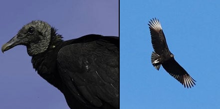 The black vulture has a large, black body with a naked grey/black head. Seen from below, the wings are out in a straight line and mostly black, with a white patch near the outer end of the wing; the tail is short. (Source: extension.missouri.edu/g9466)