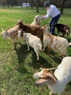 stray goats (Source: Graves County Sheriff's Office/Facebook)