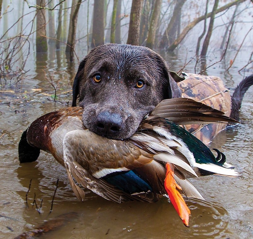 Bowie, a black lab owned by Gary Campbell, is shown retrieving a mallard drake during a foggy waterfowl hunt last season at Duck Creek Conservation Area in southeast Missouri. (Source: MDC)