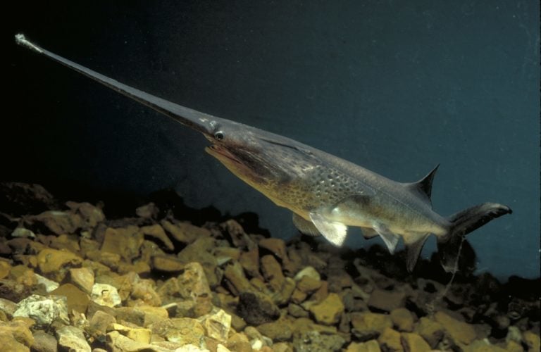 MDC reminds the public to be mindful of regulations when disposing of fish-cleaning waste, such as paddlefish. (Source: MDC)