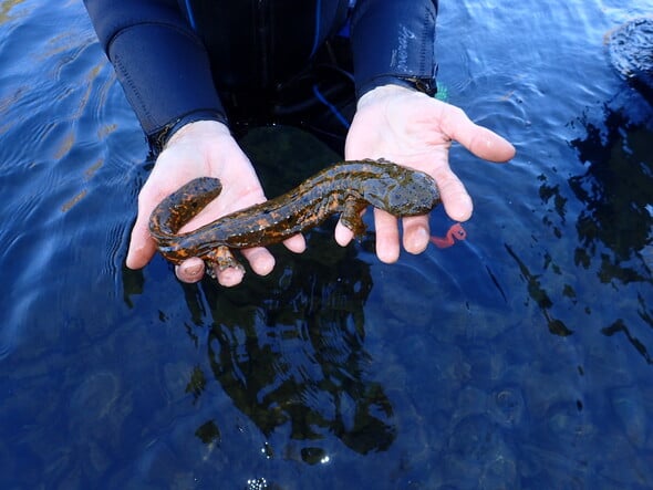 The first zoo-raised Ozark hellbender to successfully reproduce in the wild pictured above. The animal was raised from a clutch of eggs at the Saint Louis Zoo and released on the Current River in 2019. (Source: MDC)