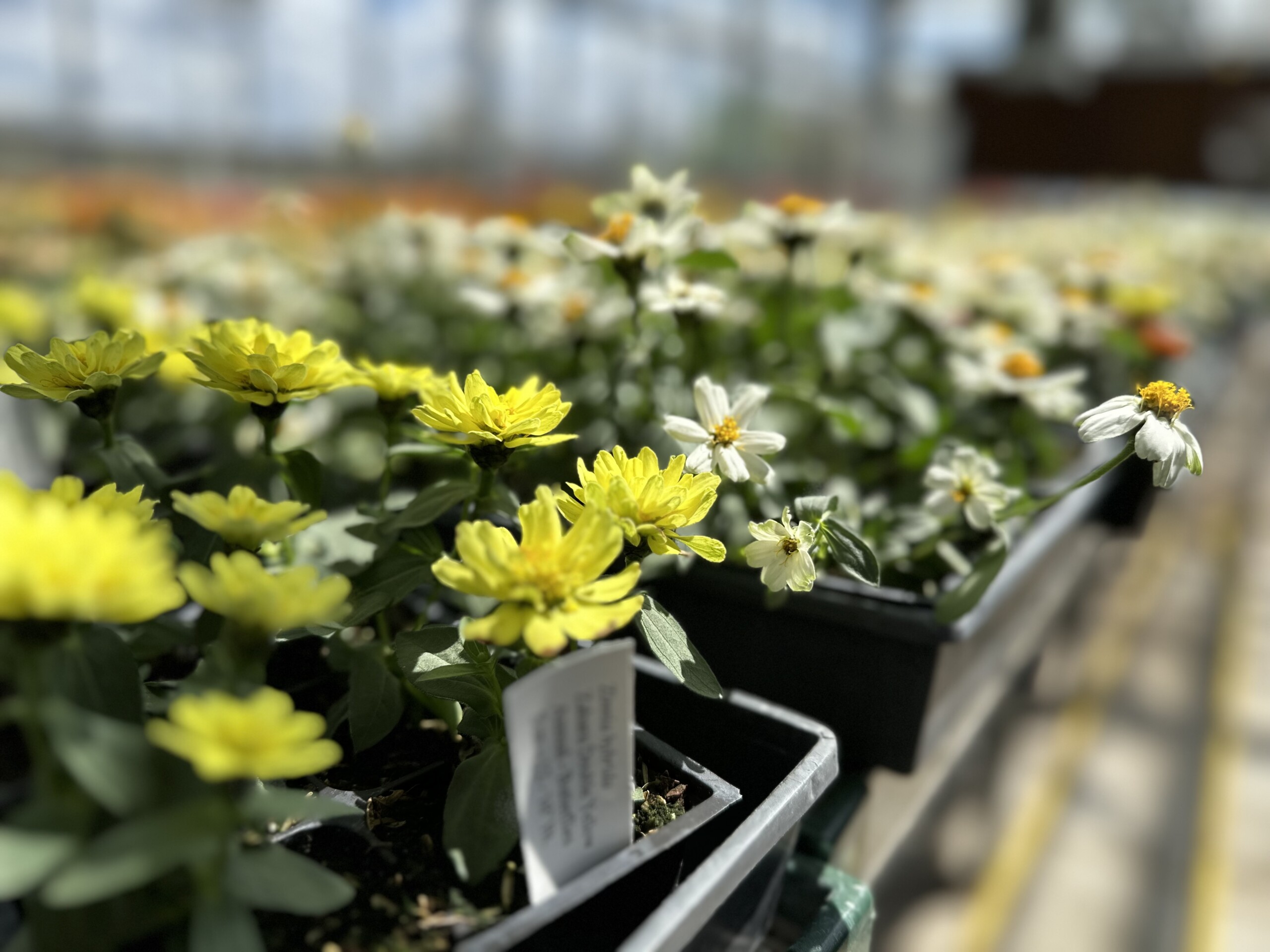 Greenhouse experts give tips on planting this season KBSI Fox 23 Cape Girardeau News Paducah