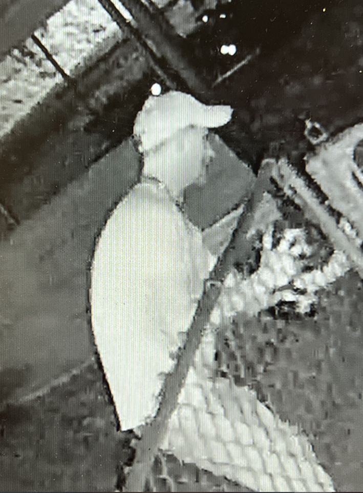 burglary suspect (Source: McCracken County Sheriff's Office)