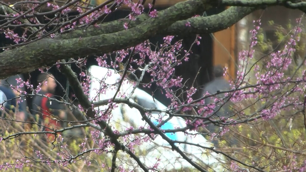 Cape Girardeau Residents Question Tornado Siren System After Last Nights Storms