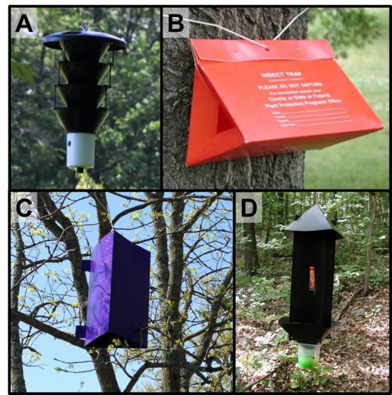 (A) Black funnel trap for walnut twig beetles and other tiny bark and ambrosia beetle detection, (B) Delta trap for detecting spongy moth, (C) Purple prism traps for detecting emerald ash borer, and (D) Flight interception trap for detecting Asian longhorned beetle and other longhorned beetles (Source: MDC)