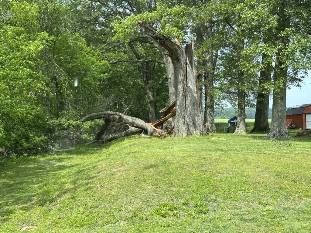Downed Trees in Advance, Missouri