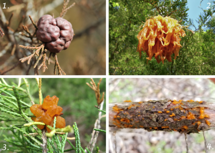 (1) Cedar apple rust galls before and (2) after orange horn-like spores erupt. (3) Cedar hawthorn rust produces smaller galls on juniper twigs. (4) Cedar quince rust frequently infects larger branches and trunks of juniper trees (Photo source: MDC)