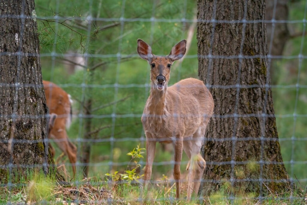 Missouri Department of Conservation announces drawing for managed deer