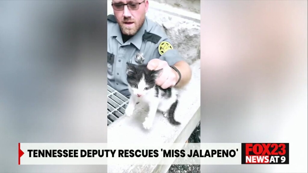 Tennessee Deputies Rescue Kitten Outside Courthouse