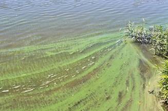 algal bloom (Source: IDPH)