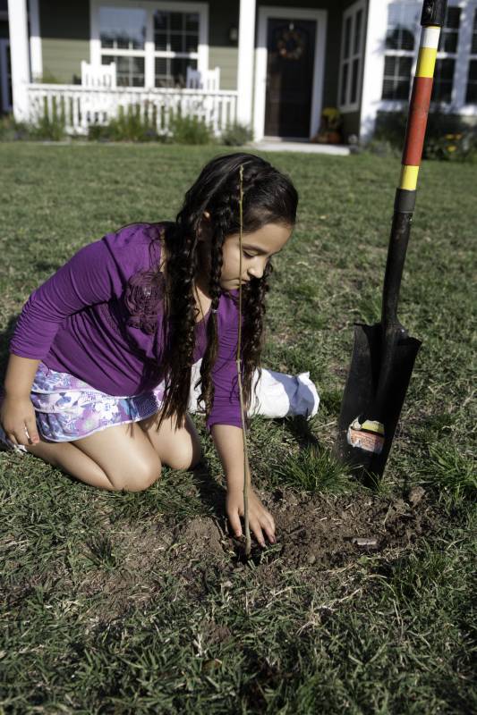 Young girl plants small tree seedling in yard of residential house. (Source: MDC)