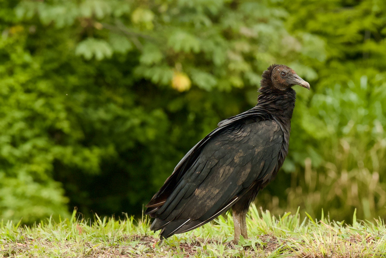 Black vultures increase in population could affect livestock in