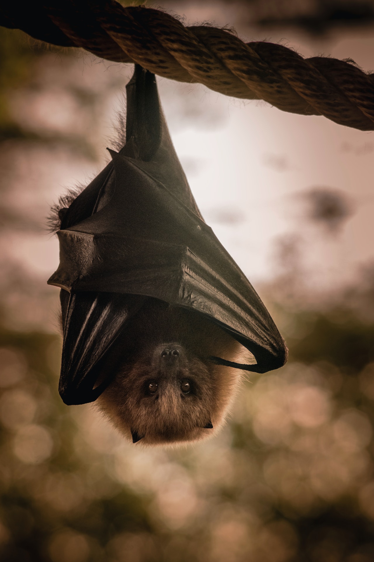 Illinois Department of Public Health warns of bats carrying rabies