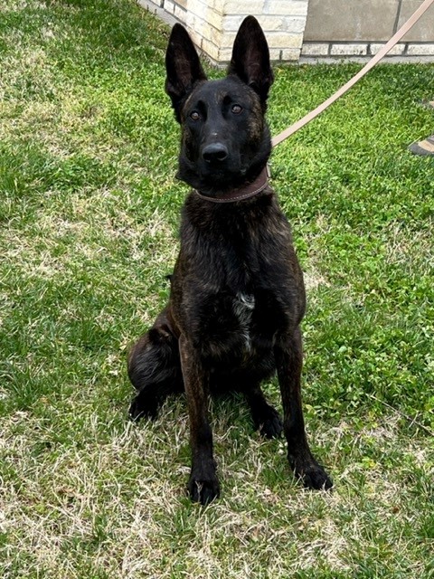 K9 Axel (Source: Carlisle County Sheriff's Office/Facebook)
