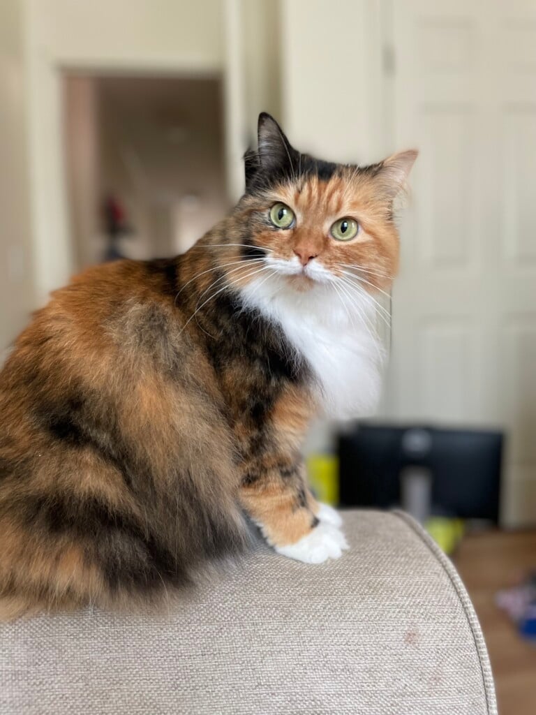 It’s National Cat Day!