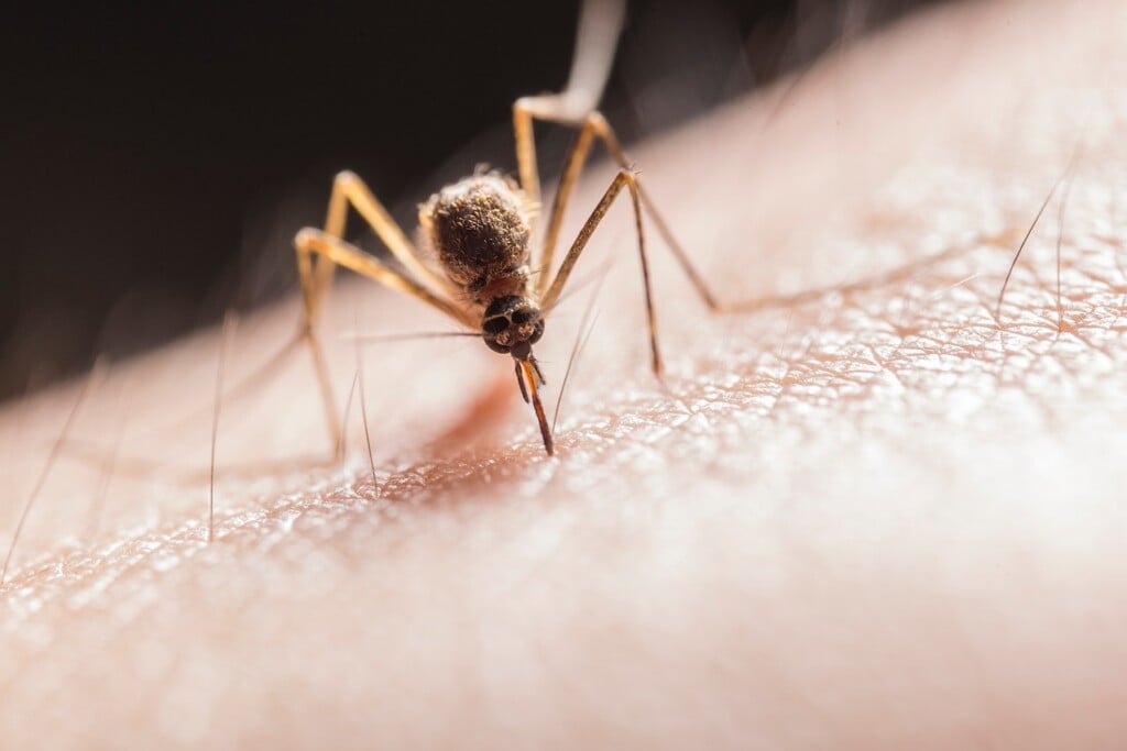 mosquito (Source: Pexels/Jimmy Chan)