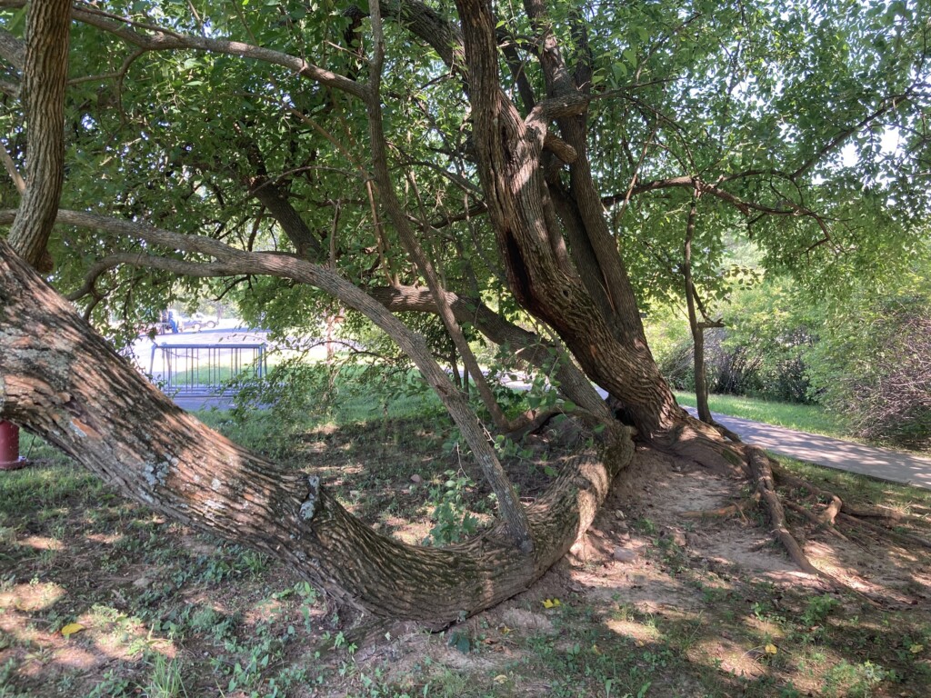 The Missouri Department of Conservation promotes planting native trees and plants. (Source: FOX23 Multimedia Journalist Shelby Brown)