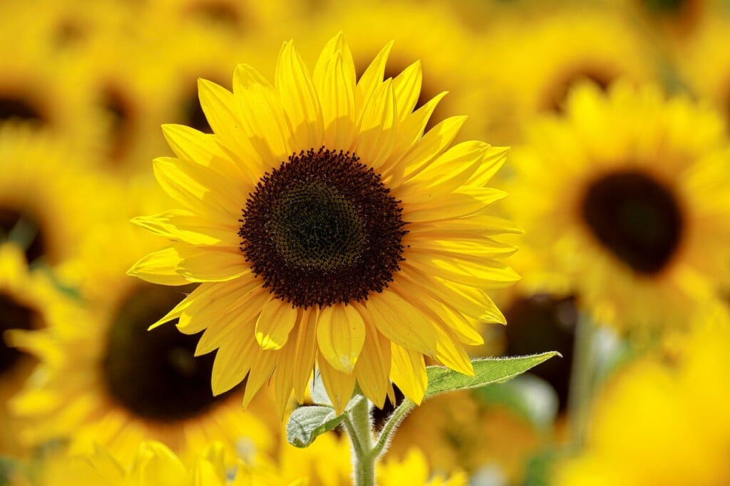 sunflowers (Source: Susanne Jutzeler Sujufoto/Pexels)