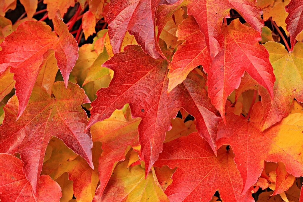 Fall leaves (Source: Pexels/Pixabay)