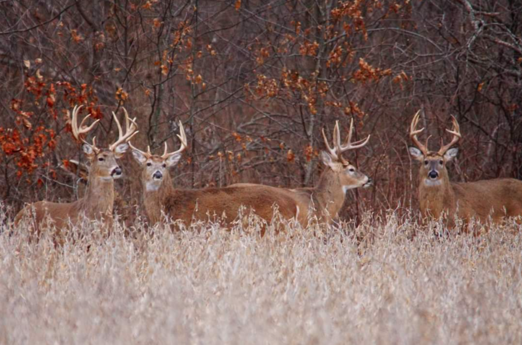 Missouri deer (Source: Missouri Department of Conservation)