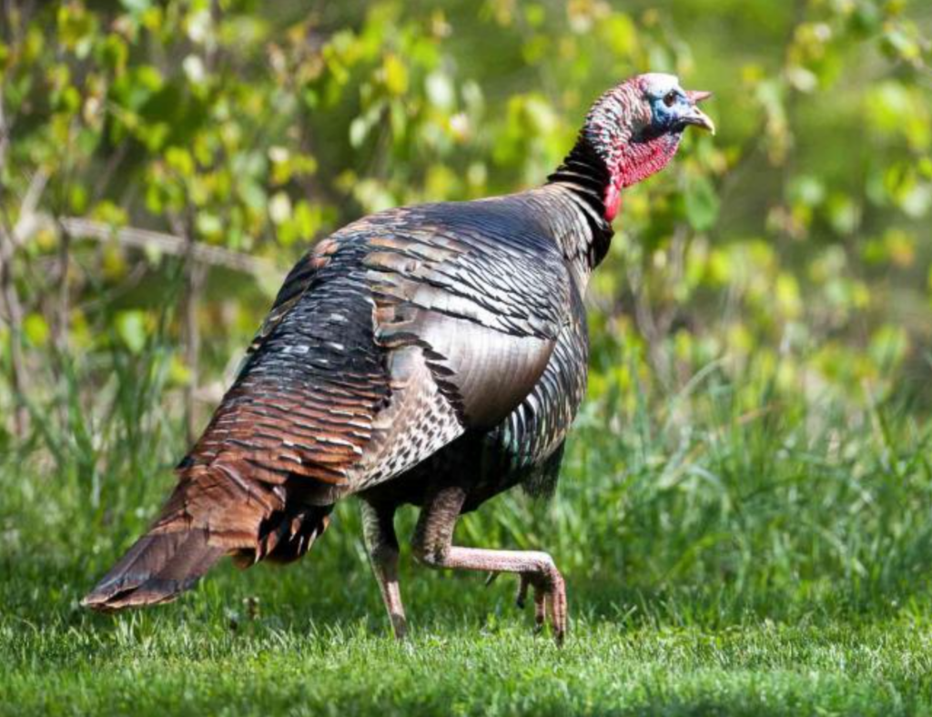 Turkey hunters asked to weigh in on proposed changes to MO turkey