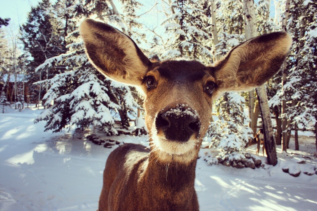 deer (Source: Pexels/Martin Alargent)