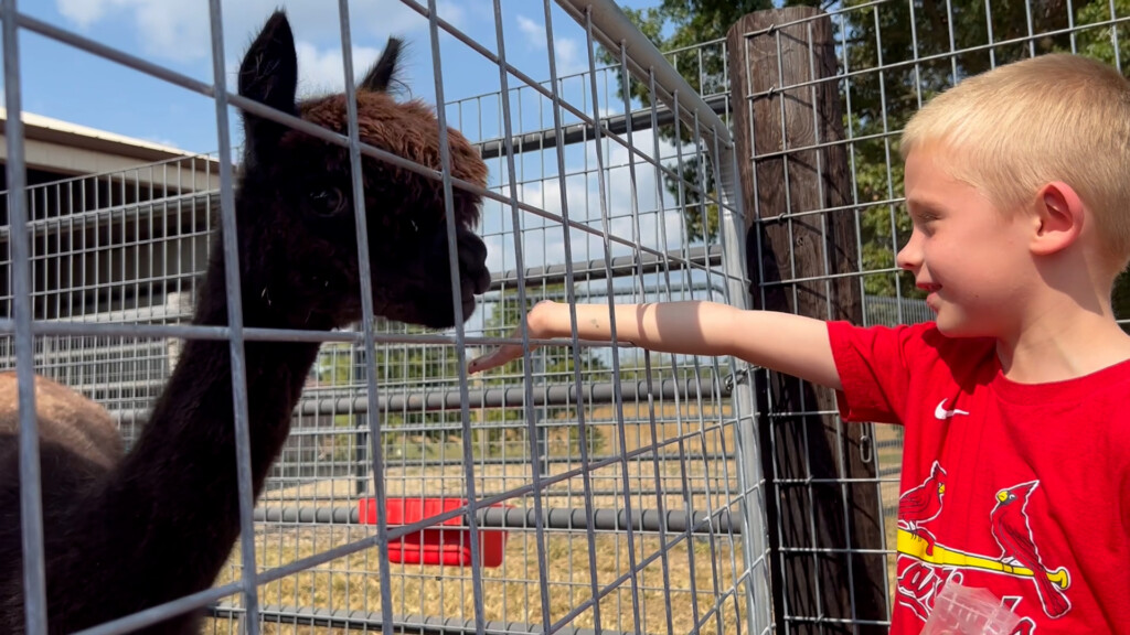 Cape County Alpacas Grand Opening