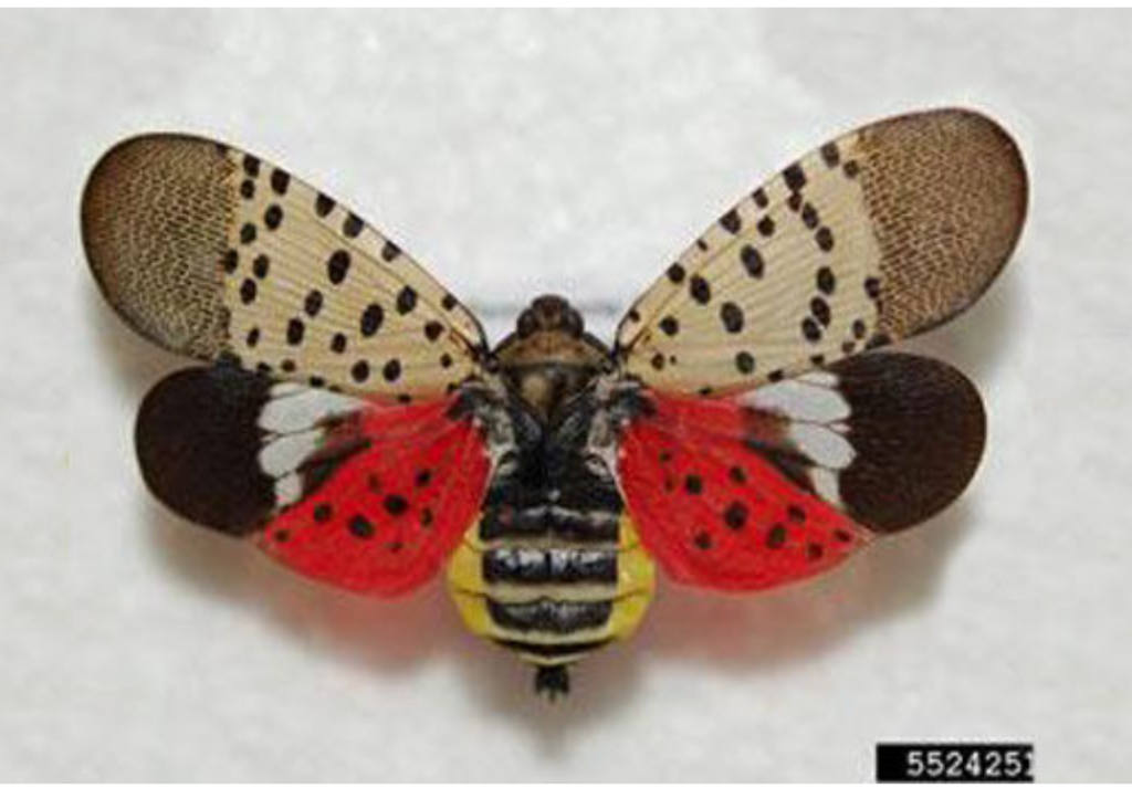 Spotted Lantern Fly (Source: Illinois Department of Agriculture)
