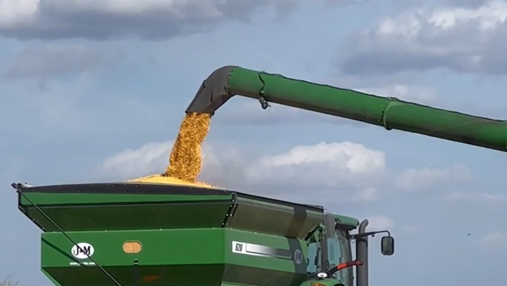 corn harvest (Source: KLKN)