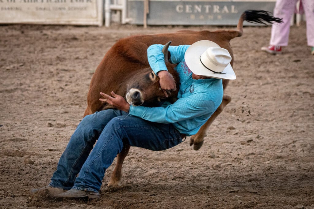 steer wrestling (Source: Pexels/Tony Mucci)