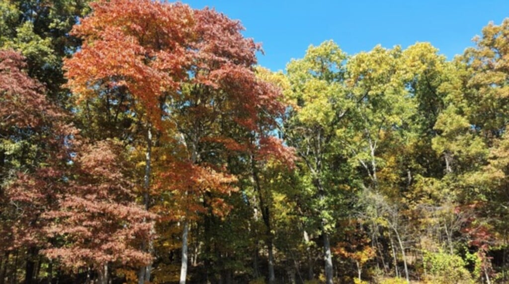 sassafras trees at Holly Ridge CA in Stoddard County (Source: MDC)