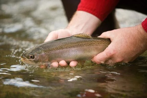 More than 9K rainbow trout to be stocked in southeast MO waters - KBSI Fox  23 Cape Girardeau News